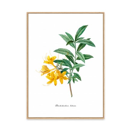 canvas pinus 1