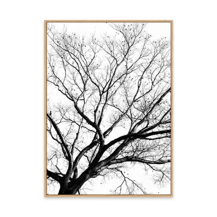 canvas pinus 1