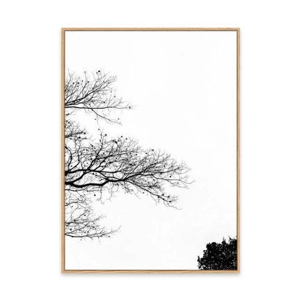 canvas pinus 1