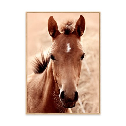 canvas pinus 1