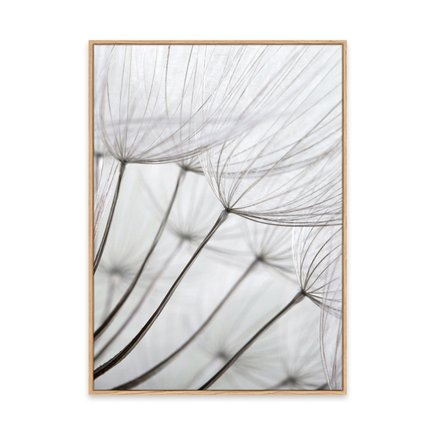 canvas pinus 1