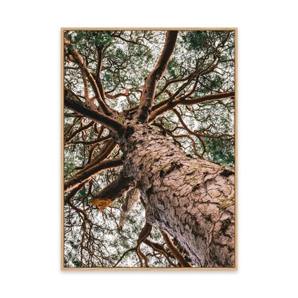 canvas pinus 1