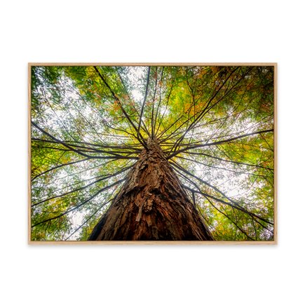 canvas pinus 1