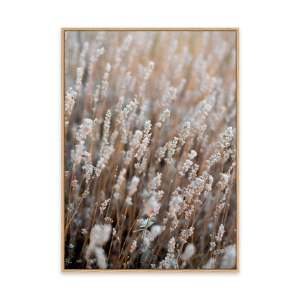 canvas pinus 1