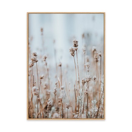 canvas pinus 1