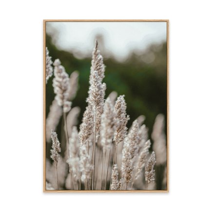 canvas pinus 1