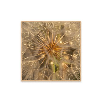 canvas pinus 1