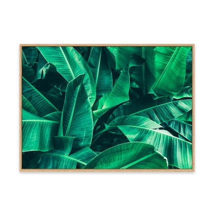 canvas pinus 1