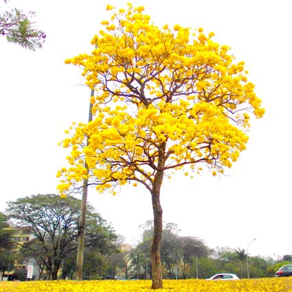 Muda Árvore Nativa Ipê Amarelo 90cm