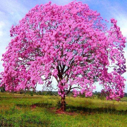 Muda Árvore Nativa Ipê Rosa 90cm