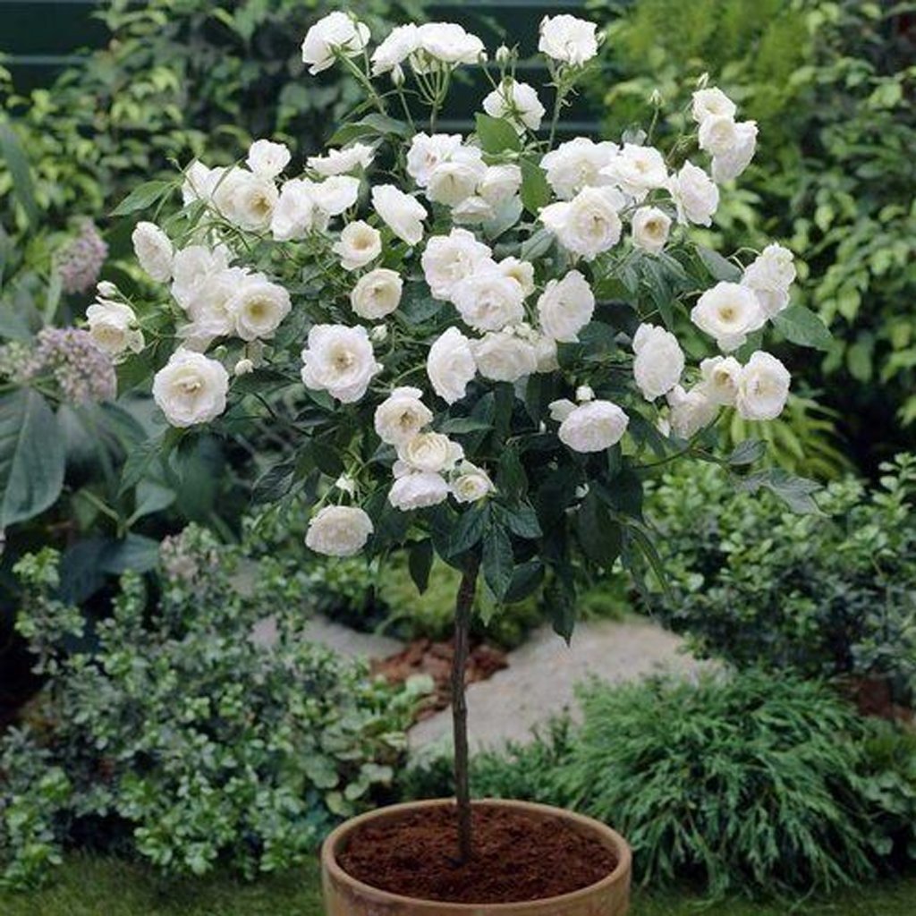 KIT - 03 Mudas de Mini Rosas Trepadeiras com 90 cm