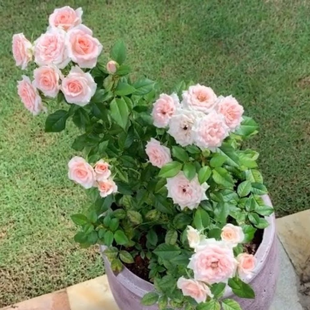 KIT - 03 Mudas de Mini Rosas Trepadeiras com 90 cm
