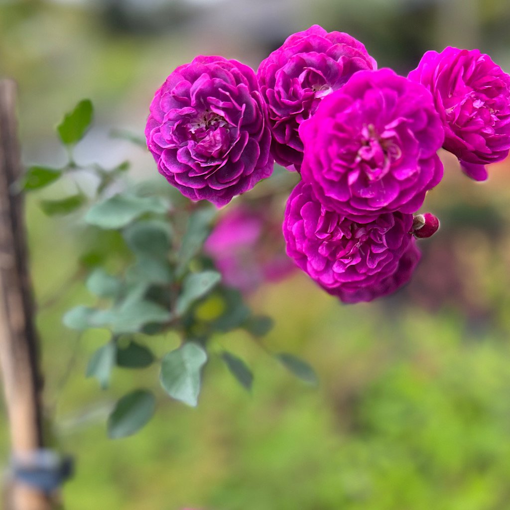 Mini Rosa Sp Muda Mini Rosa Trepadeira com 90 cm