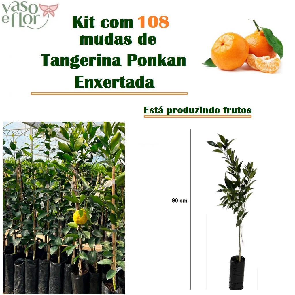 Frutíferas - Kit Tangerina Ponkan