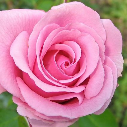 Muda de Rosa Enxertada Cor de Rosa - Vaso&Flor